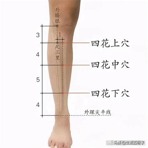 四花中|最新實用董氏針灸奇穴全集：四花中穴